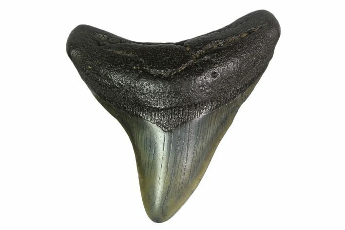 3.32" Fossil Megalodon Tooth - South Carolina